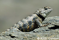 yellow-backed spiny lizard