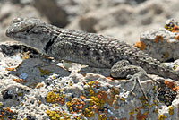 yellow-backed spiny lizard