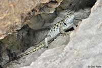 yellow-backed spiny lizard