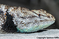 yellow-backed spiny lizard