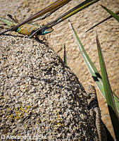 yellow-backed spiny lizard