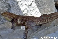 yellow-backed spiny lizard