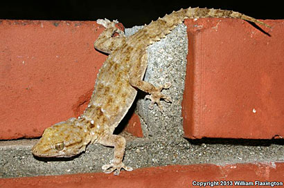 San Francisco Alligator Lizard