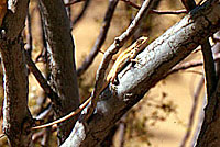 Long-tailed Brush Lizard