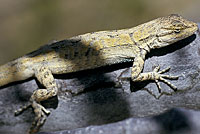 Long-tailed Brush Lizard