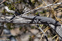 long-tailed brush lizard