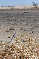 Long-tailed Brush Lizard