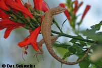 Long-tailed Brush Lizard