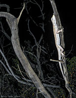 Long-tailed Brush Lizard