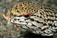 Coachella Valley Fringe-toed Lizard