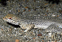 Coachella Valley Fringe-toed Lizard