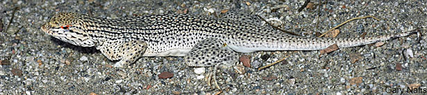 Coachella Valley Fringe-toed Lizard