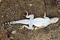 Coachella Valley Fringe-toed Lizard