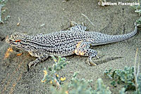 Coachella Valley Fringe-toed Lizard