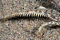 fringe-toed lizard