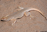 Colorado Desert Fringe-toed Lizard