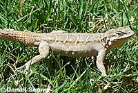 Colorado River Tree Lizard