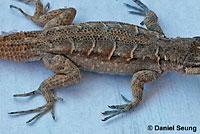 Colorado River Tree Lizard