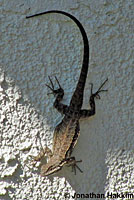 Colorado River Tree Lizard