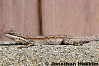 Colorado River Tree Lizard