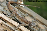 Colorado River Tree Lizard