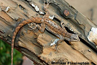 Colorado River Tree Lizard