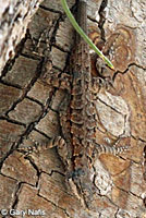 Colorado River Tree Lizard