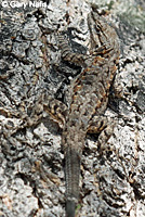 Colorado River Tree Lizard