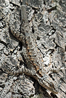 Colorado River Tree Lizard