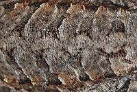 Colorado River Tree Lizard