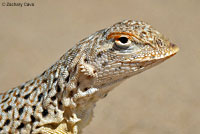 Mohave Fringe-toed Lizard