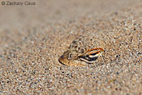 Mohave Fringe-toed Lizard