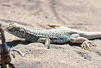 Coachella Fringe-toed Lizard