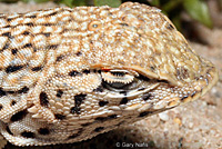 Mohave Fringe-toed Lizard