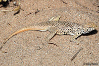 Mohave Fringe-toed Lizard