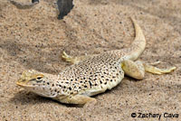 Mohave Fringe-toed Lizard