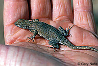 Nevada Side-blotched Lizard