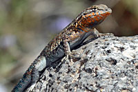 Western Side-blotched Lizard