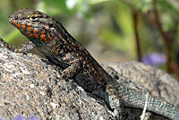 Western Side-blotched Lizard