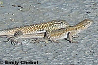 Western Side-blotched Lizards