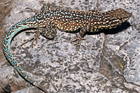 Nevada Side-blotched Lizard