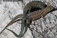 side-blotched lizards