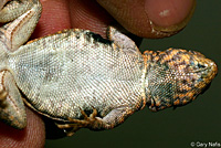 Western Side-blotched Lizard