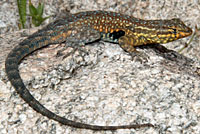 western side-blotched lizard