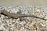 Western Side-blotched Lizard