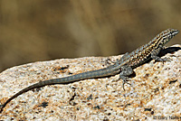 Western Side-blotched Lizard