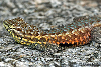 Western Side-blotched Lizard