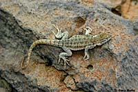 Nevada Side-blotched Lizard