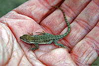 Nevada Side-blotched Lizard