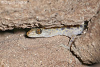 Sandstone Night Lizard